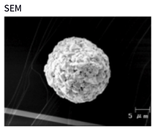 粒子試料のSEM像（スケールバー5µm）